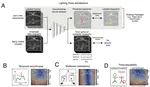 Lightning Pose: improved animal pose estimation via semi-supervised learning, Bayesian ensembling, and cloud-native open-source tools
